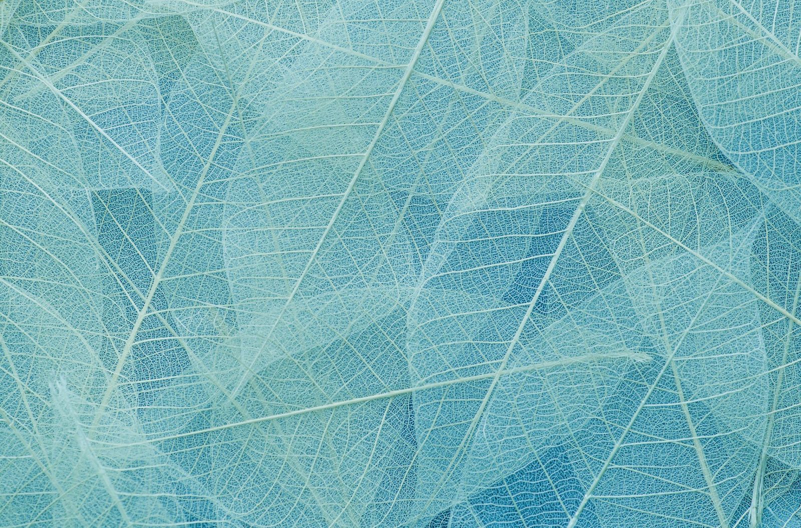 The image shows a close-up of delicate, translucent leaves layered over each other in shades of blue and teal, creating an intricate pattern.