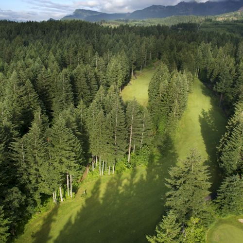Aerial view of a lush green forest with a path winding through it, surrounded by tall trees and mountains in the distance.