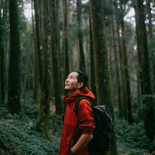 A person in a red jacket stands in a dense forest, looking upwards, surrounded by tall trees and lush greenery.