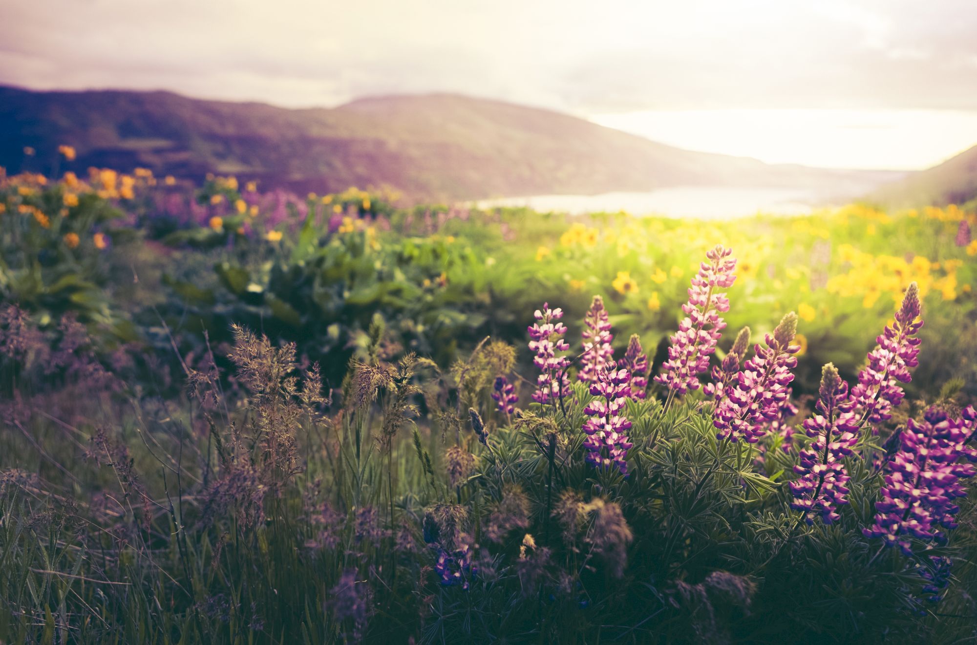 A scenic field of wildflowers, including purple lupines, with mountains in the background, basked in warm, soft sunlight.