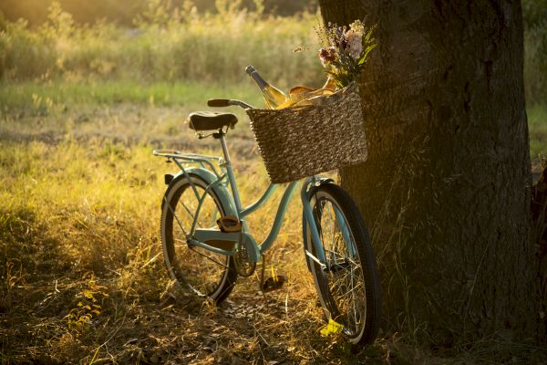 A vintage bicycle leans against a tree, with a basket carrying a wine bottle, baguette, and flowers, set in a sunlit grassy field.