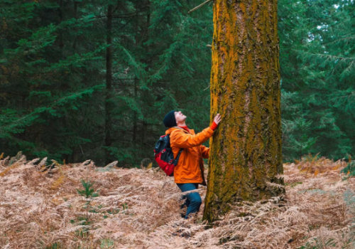 A person in an orange jacket and backpack looking up at a large tree in a forest setting, surrounded by ferns.