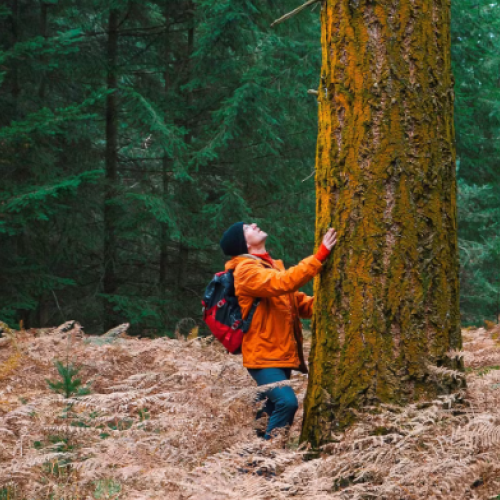 A person in an orange jacket and backpack looking up at a large tree in a forest setting, surrounded by ferns.