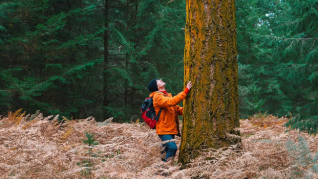 A person in an orange jacket and backpack looking up at a large tree in a forest setting, surrounded by ferns.