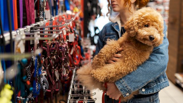 A person is holding a fluffy dog while looking at various pet collars and leashes on display in a store.