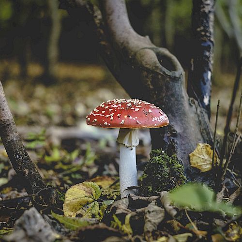 A red-and-white speckled mushroom grows on a forest floor, surrounded by leaves and tree trunks, creating a natural woodland scene.