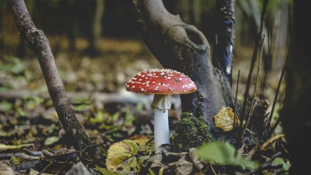 A red-and-white speckled mushroom grows on a forest floor, surrounded by leaves and tree trunks, creating a natural woodland scene.