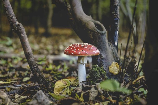 A red mushroom with white spots stands on a forest floor surrounded by leaves and tree branches.