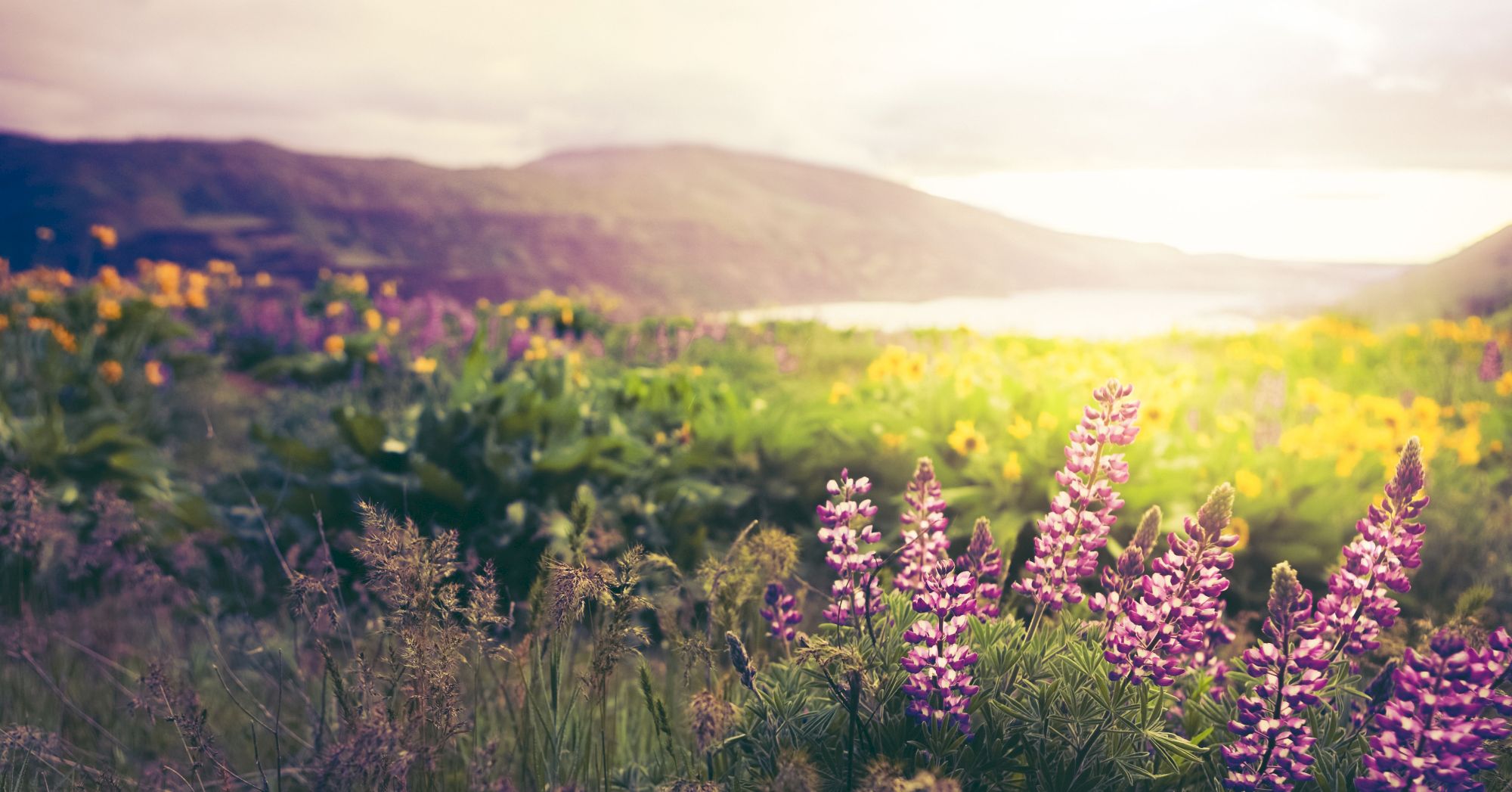 A scenic field of wildflowers, including purple lupines, with mountains in the background, basked in warm, soft sunlight.